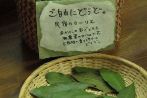 リーリエプレゼント